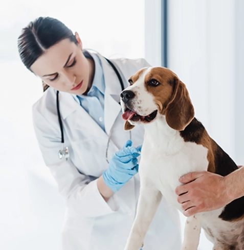 Serinhisar Veteriner